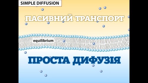 Відеотека