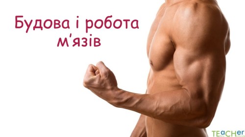 Відеотека