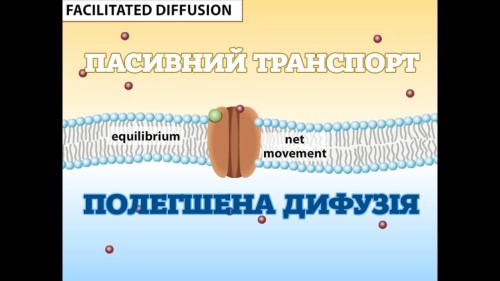Відеотека