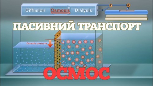 Відеотека